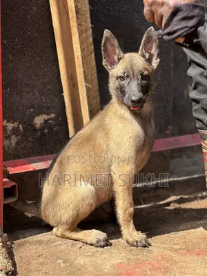 3-6 months Male Purebred Belgian Malinois
