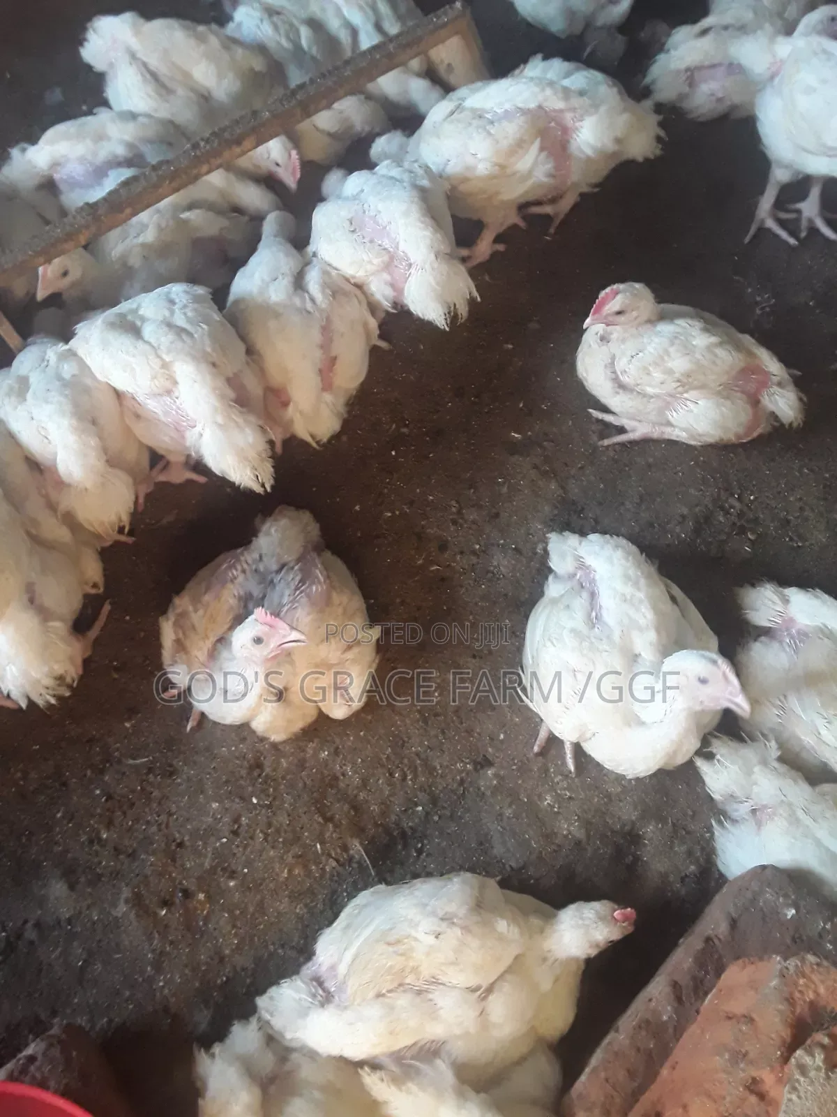 Heavy Weight Broilers (6 Weeks)