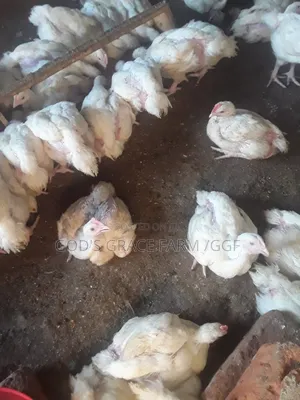 Heavy Weight Broilers (6 Weeks)