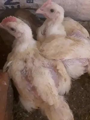 Broilers Hens