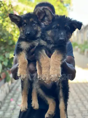 3-6 months Male Purebred German Shepherd