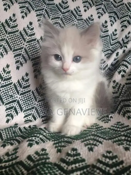 0-1 month Male Mixed Breed Ragdoll