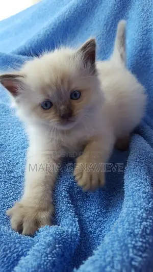 0-1 month Male Mixed Breed Ragdoll
