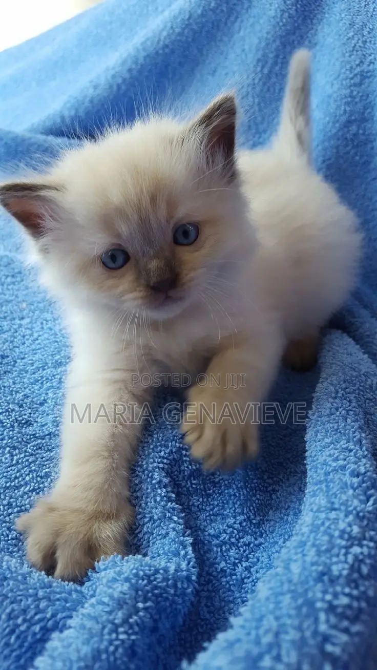 0-1 month Male Mixed Breed Ragdoll