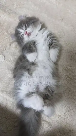 0-1 month Male Mixed Breed Ragdoll