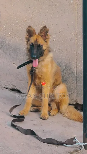 3-6 months Female Purebred German Shepherd