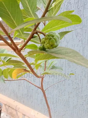 Custard Apple