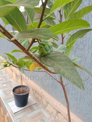 Custard Apple