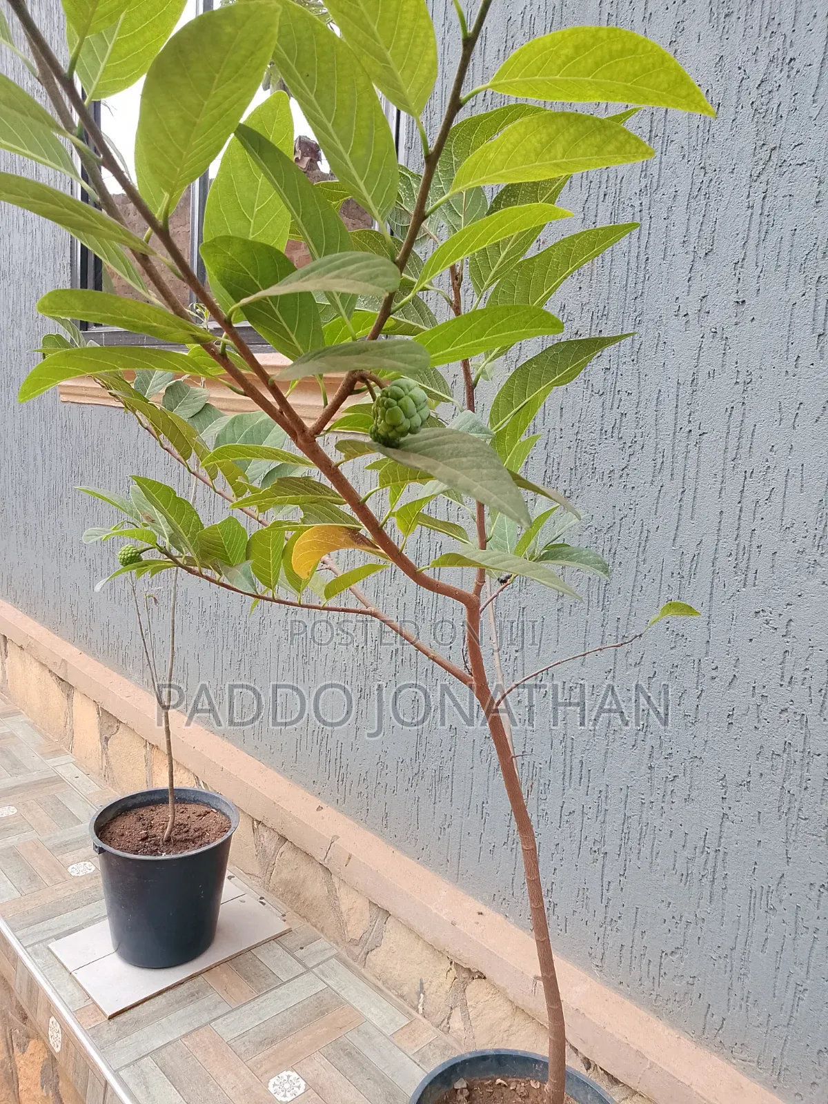 Custard Apple