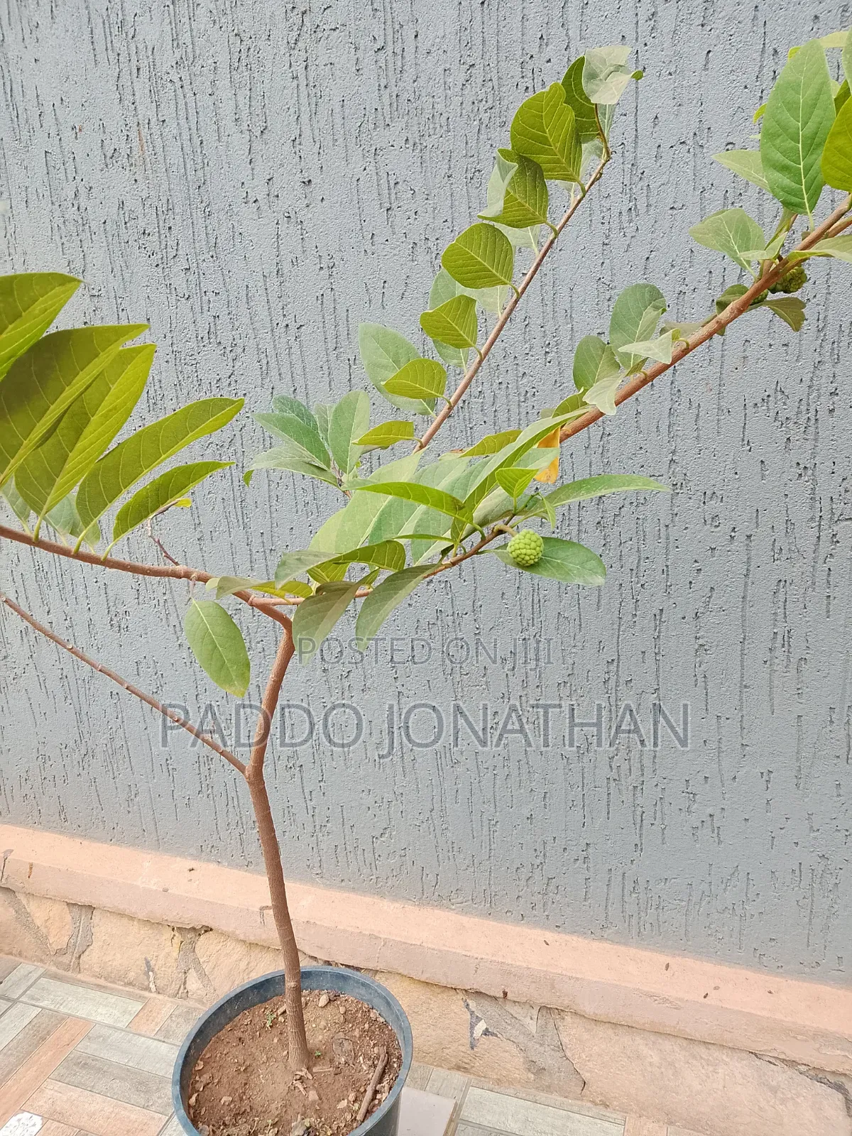 Custard Apple