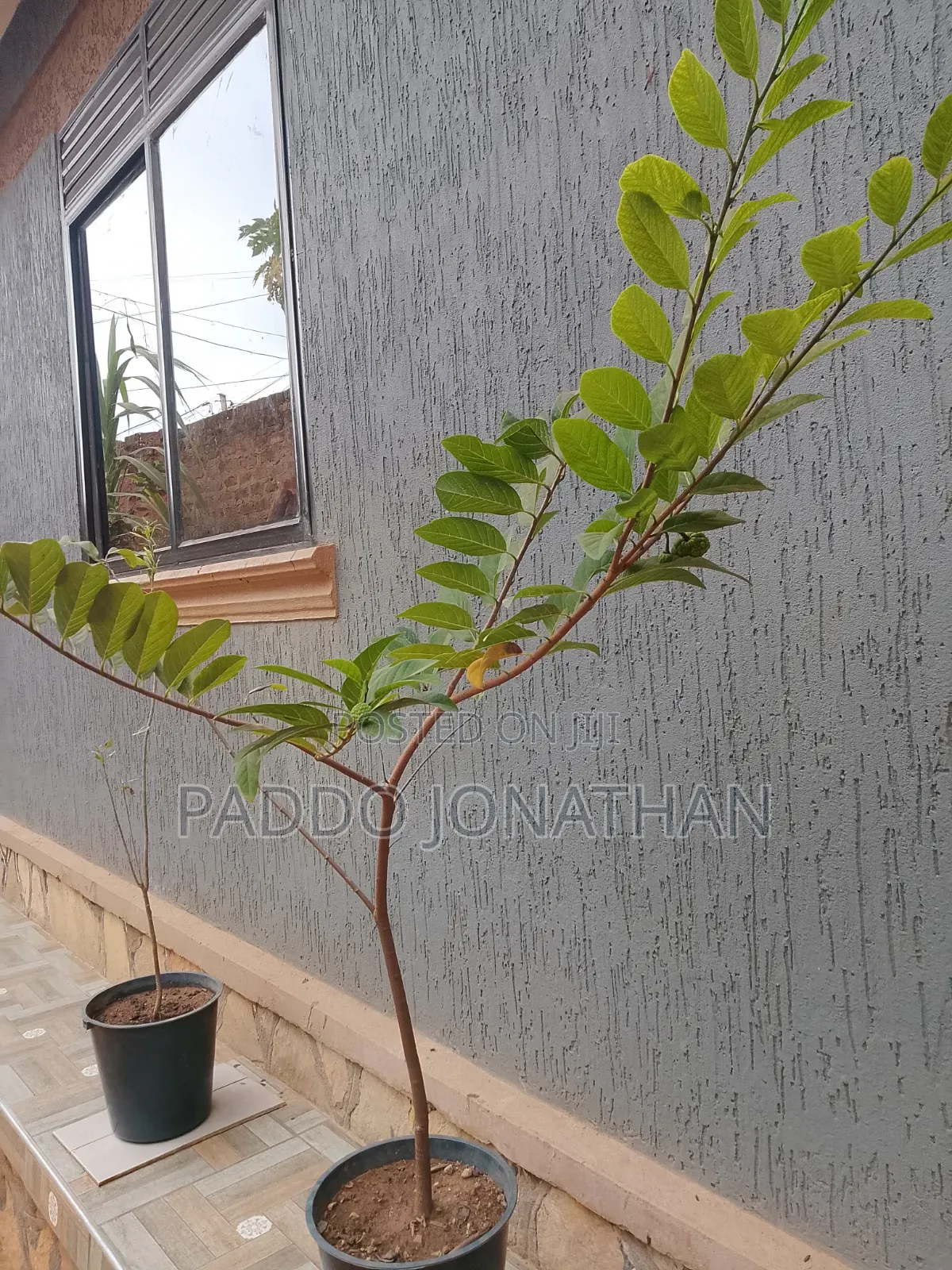 Custard Apple