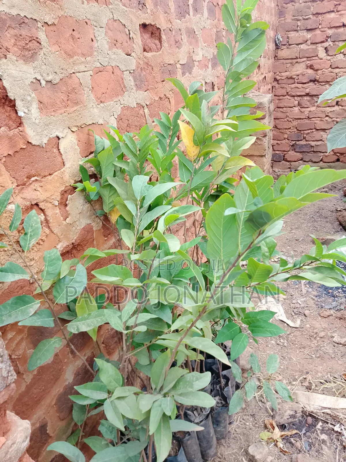 Custard Apple