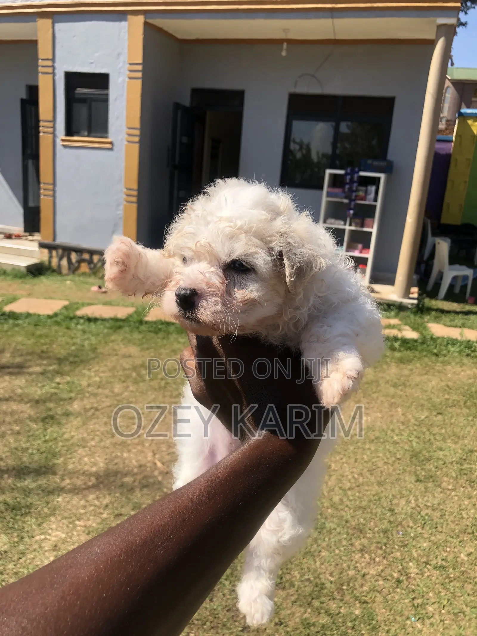 0-1 month Female Purebred Maltipoo