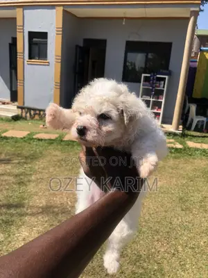 0-1 month Female Purebred Maltipoo