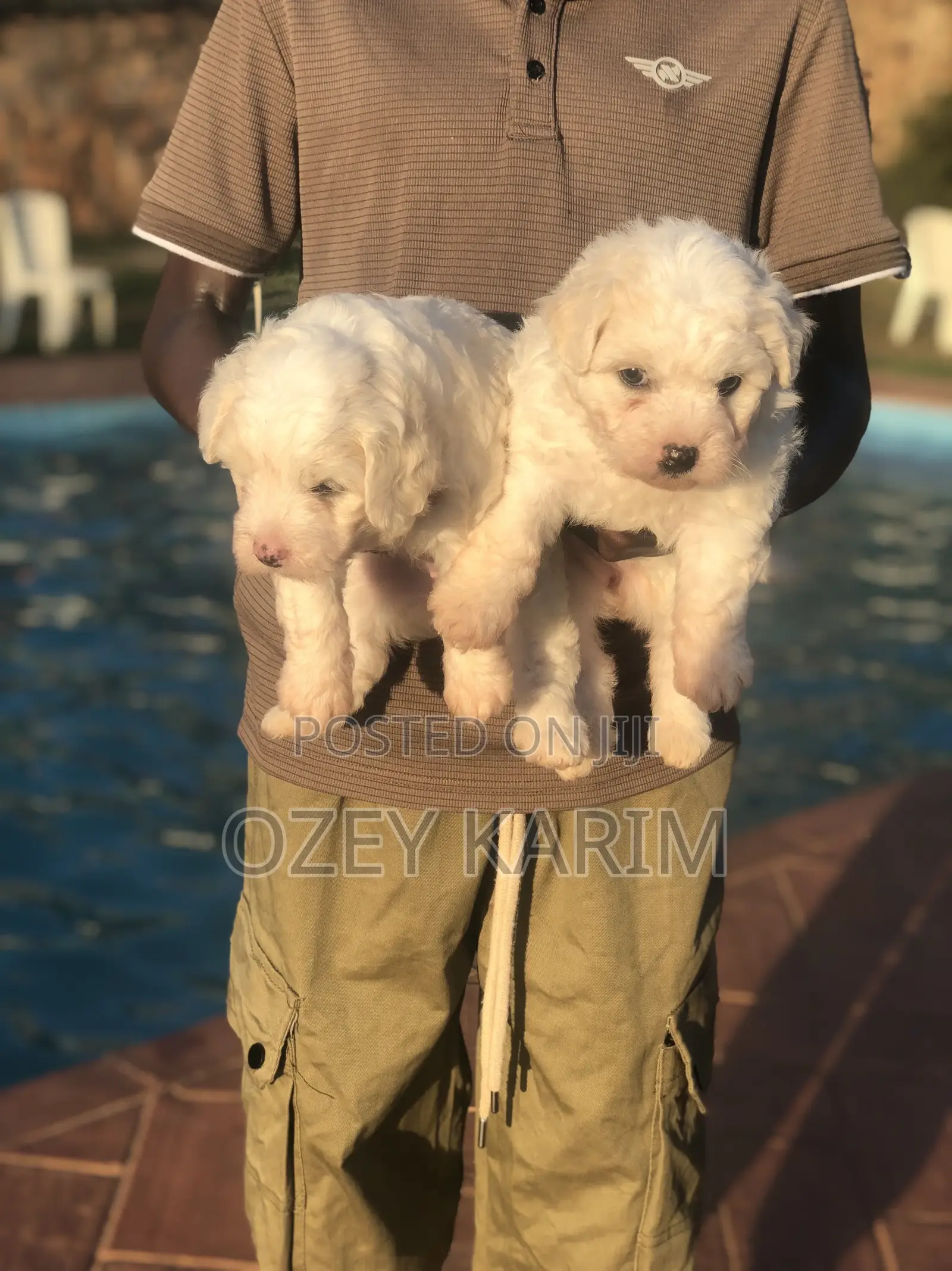 0-1 month Female Purebred Maltipoo