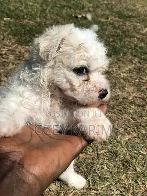 0-1 month Female Purebred Maltipoo