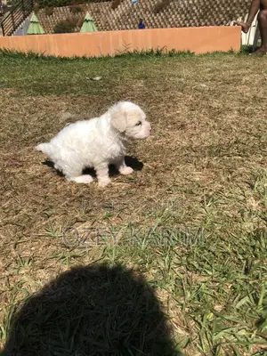 0-1 month Female Purebred Maltipoo