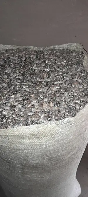 Castor Seeds for Bulk Sale Only Per Kilogram