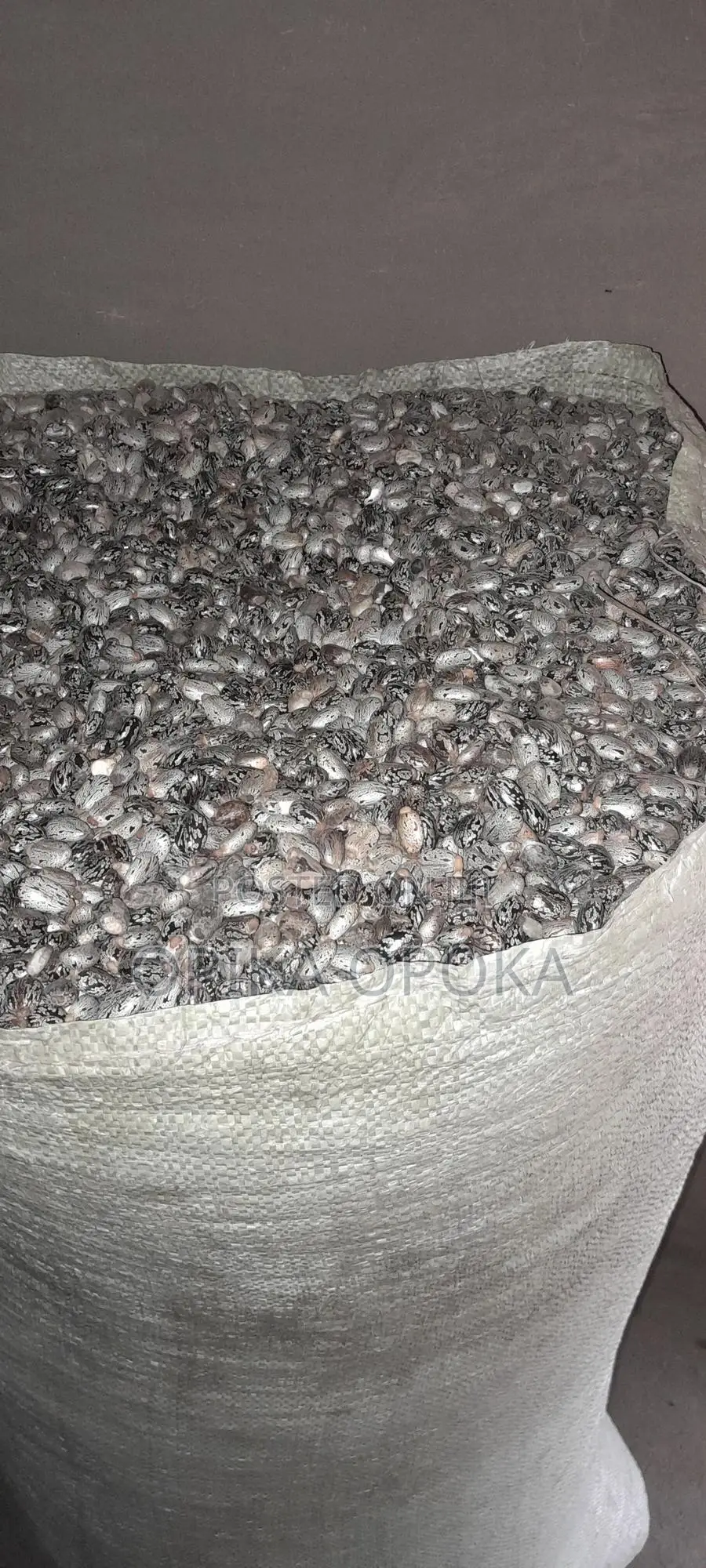 Castor Seeds for Bulk Sale Only Per Kilogram