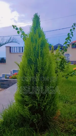 Compound Designing