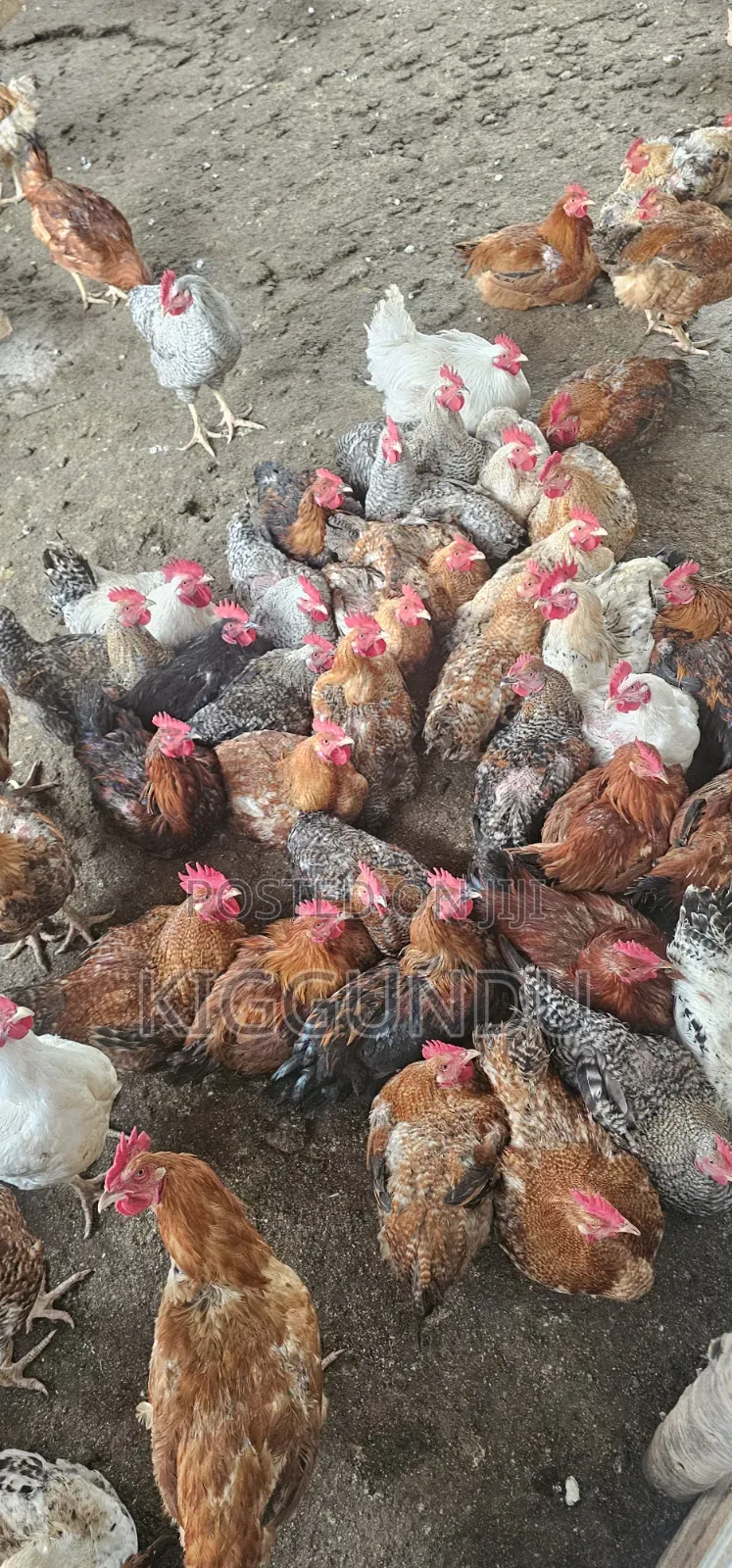 Kuroiler Cocks for Sale