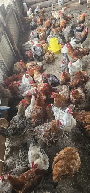 Kuroiler Cocks for Sale