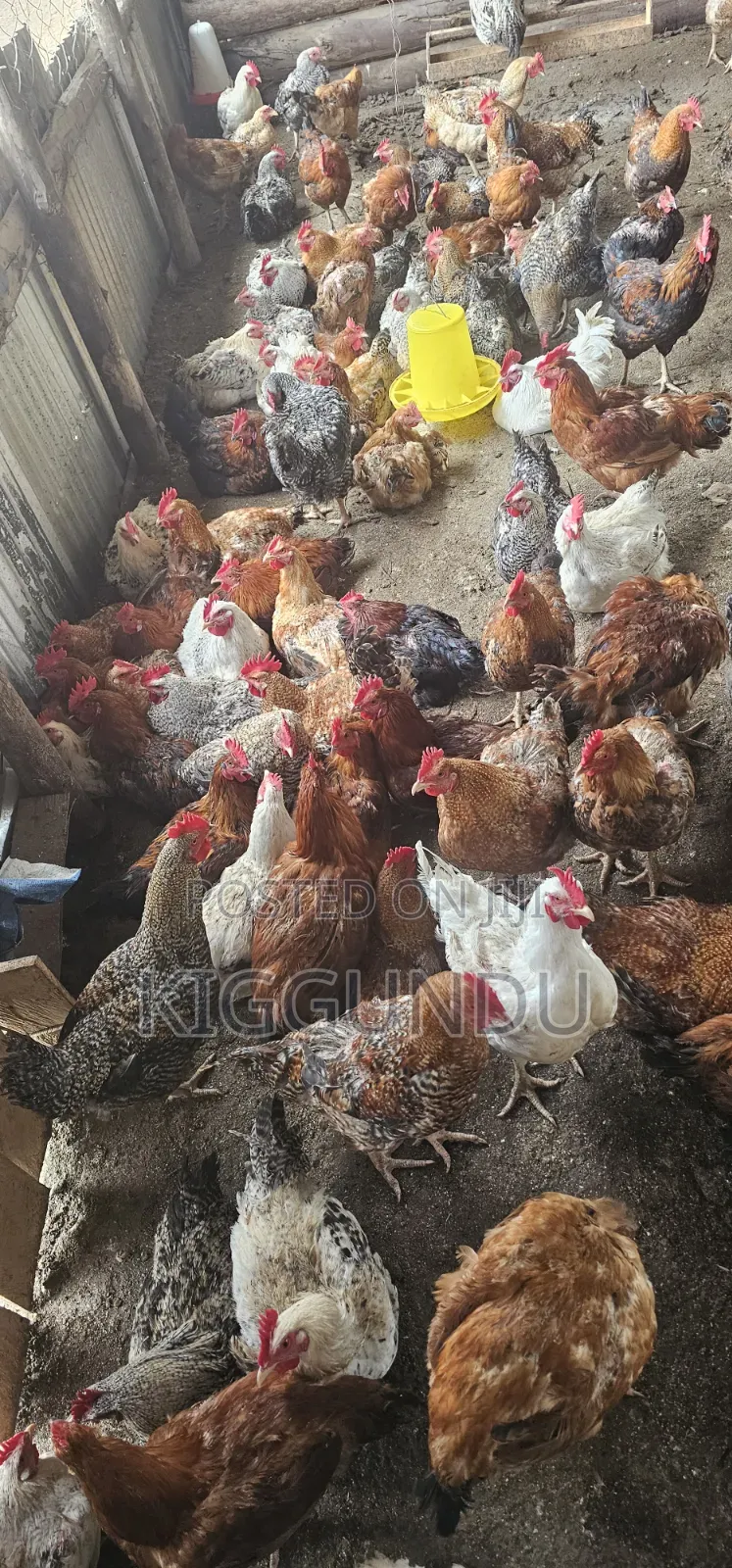 Kuroiler Cocks for Sale