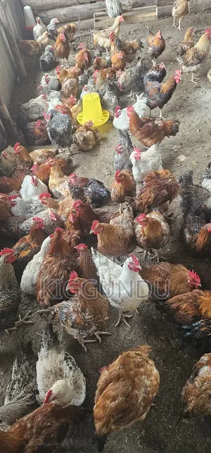 Kuroiler Cocks for Sale
