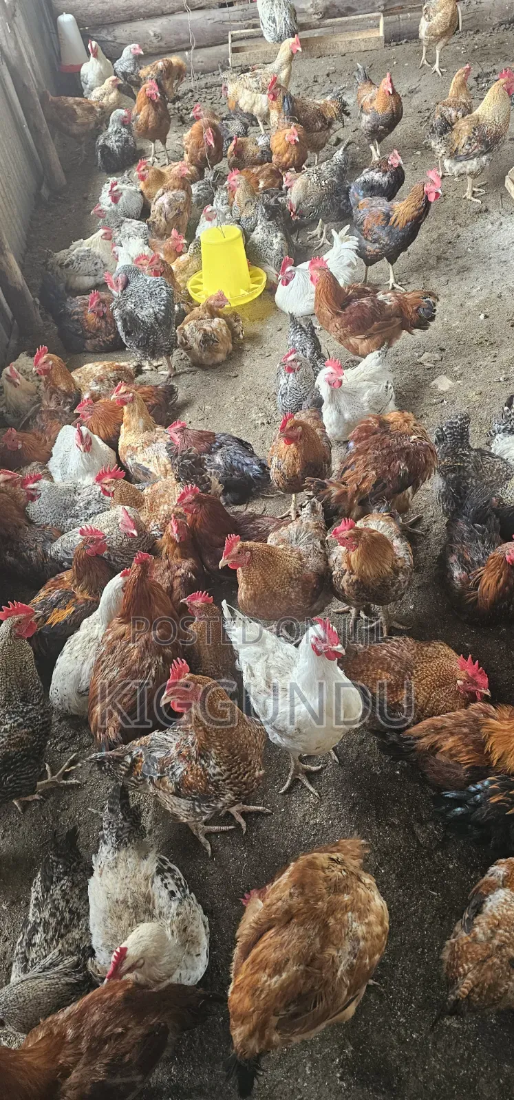 Kuroiler Cocks for Sale