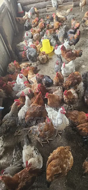 Kuroiler Cocks for Sale