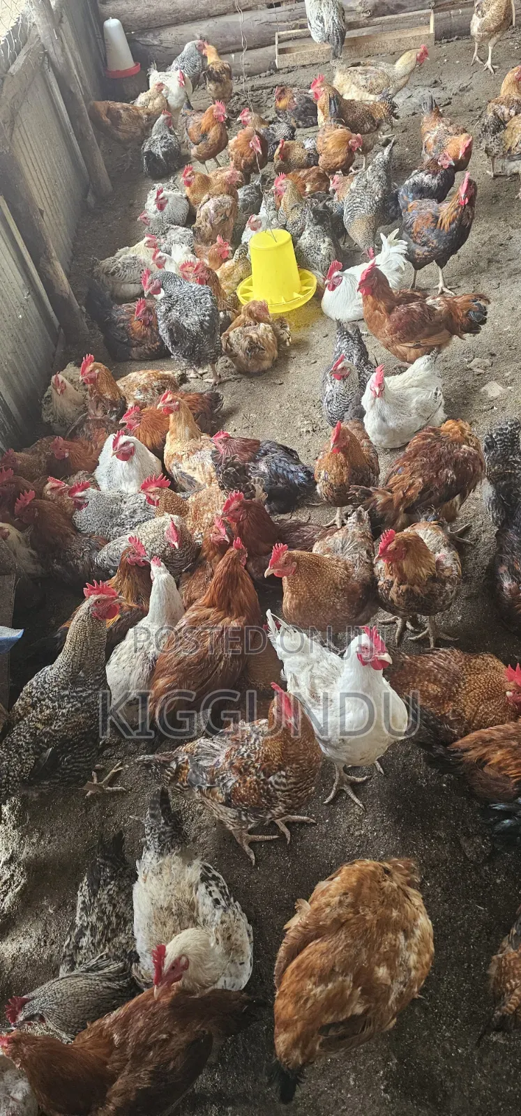 Kuroiler Cocks for Sale