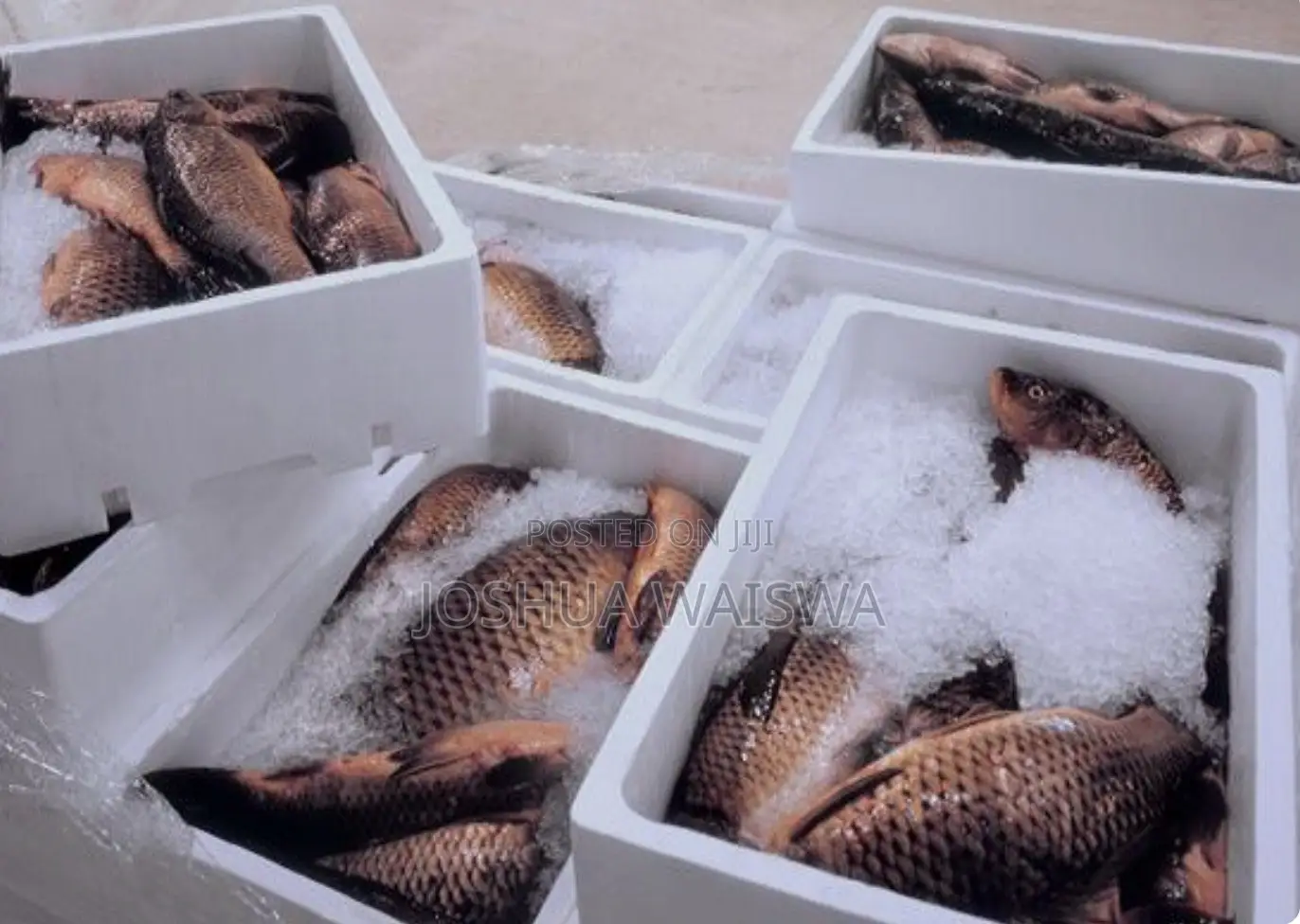 Fresh Fish Supply