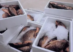 Fresh Fish Supply