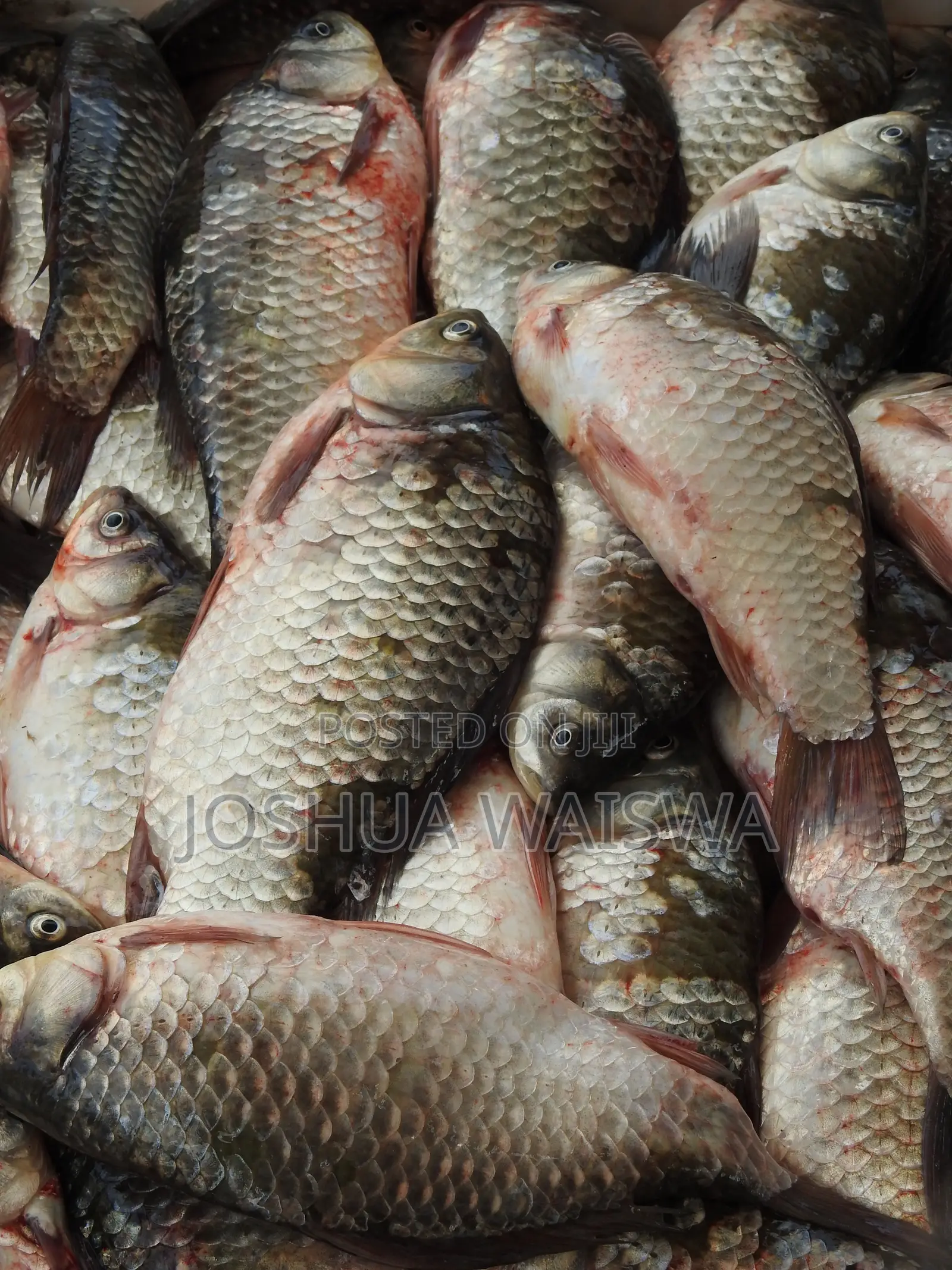 Fresh Fish Supply
