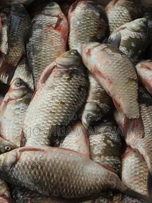 Fresh Fish Supply