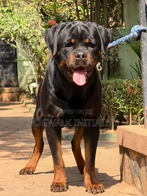 1+ year Male Purebred Rottweiler