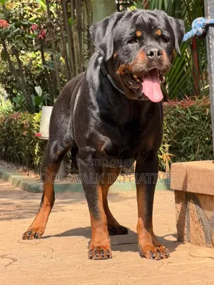 1+ year Male Purebred Rottweiler