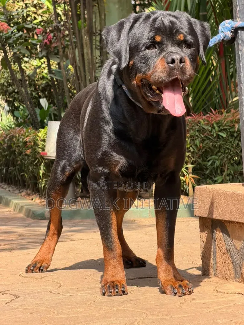 1+ year Male Purebred Rottweiler