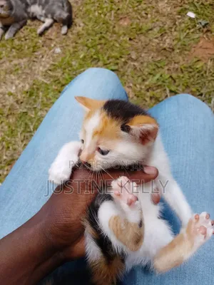 1-3 months Female Mixed Breed Bengal