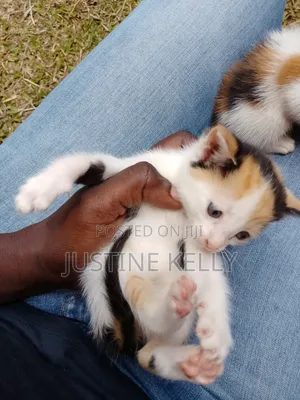 1-3 months Female Mixed Breed Bengal