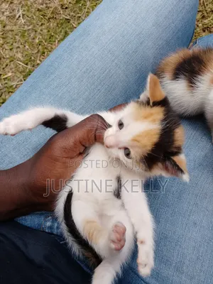 1-3 months Female Mixed Breed Bengal