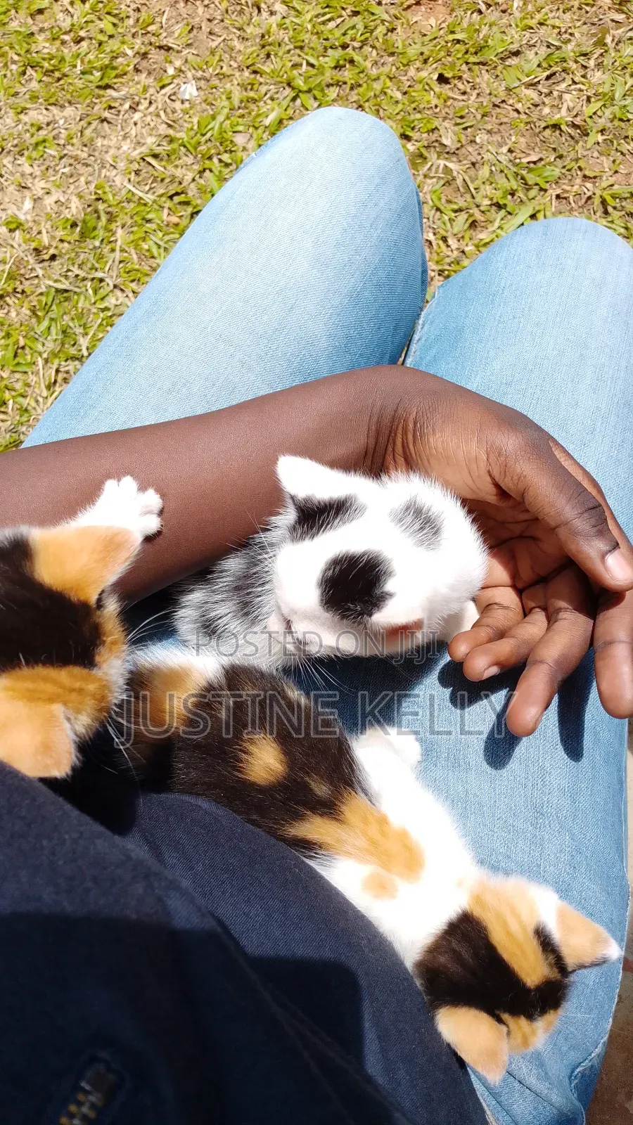 1-3 months Female Mixed Breed Bengal