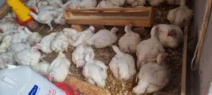 Fresh Broilers Ready for Market