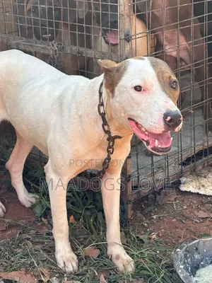 3-6 months Male Purebred American Pit Bull Terrier