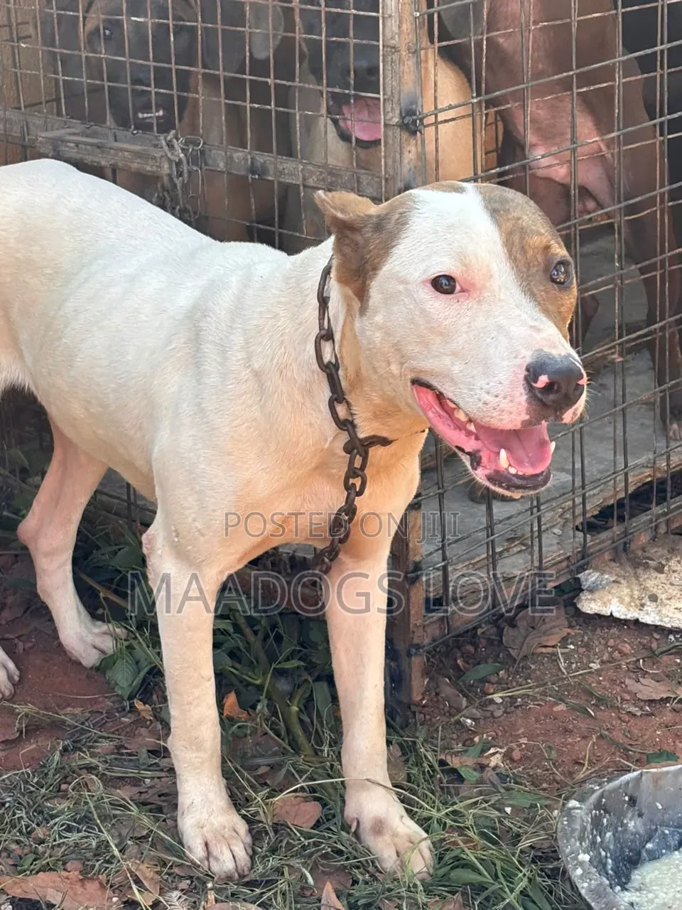 3-6 months Male Purebred American Pit Bull Terrier
