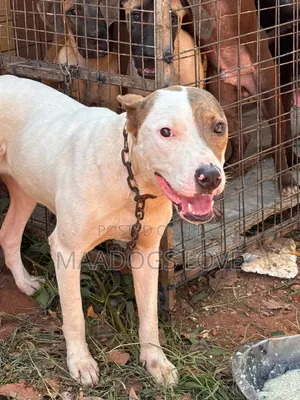 3-6 months Male Purebred American Pit Bull Terrier