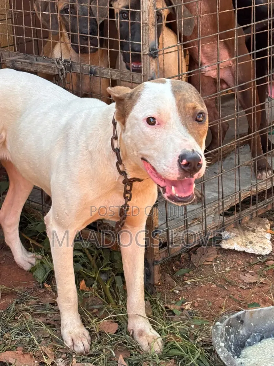 3-6 months Male Purebred American Pit Bull Terrier