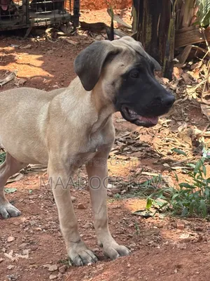 1-3 months Male Purebred Boerboel