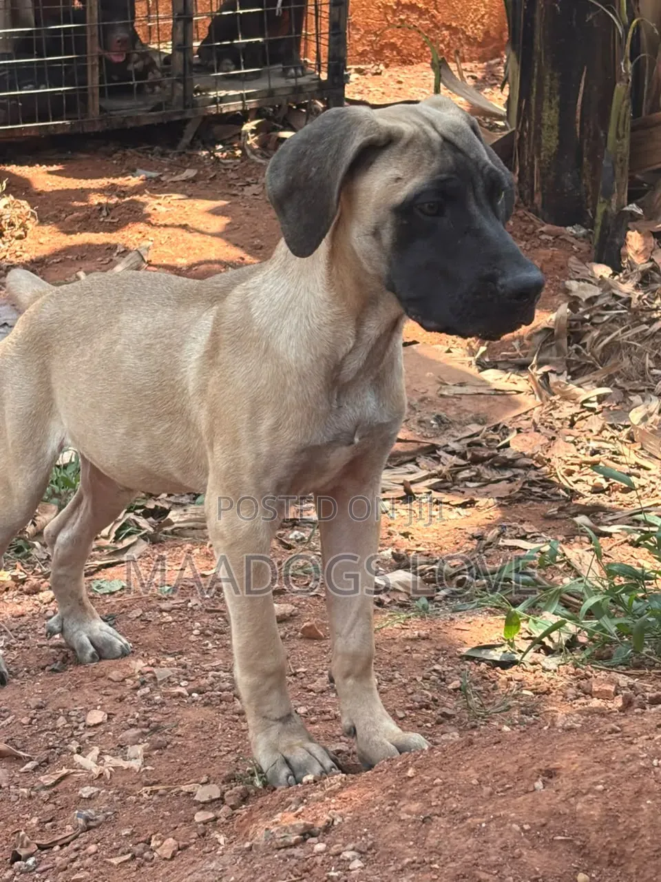 1-3 months Male Purebred Boerboel