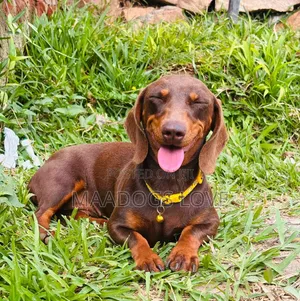 6-12 months Female Purebred Dachshund